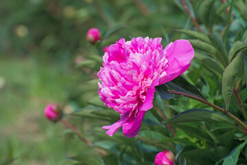 Bush of amazing terry bright  pink  pion flower with long green leaves and some buds