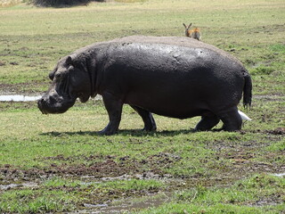 a rhino on the grass