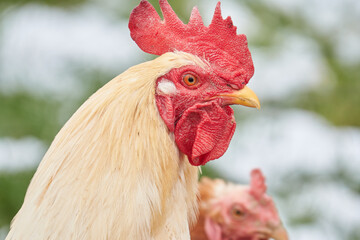 Portrait eines weissen Hahns, Blickrichtung zur Seite