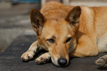 A stray dog ​​sleeps with a sad face