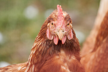 Portrait einer braunen Legehenne, Frontal