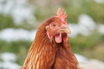 Portrait einer braunen Legehenne, Blickrichtung halblinks