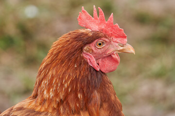 Portrait einer braunen Legehenne, Blickrichtung zur Seite