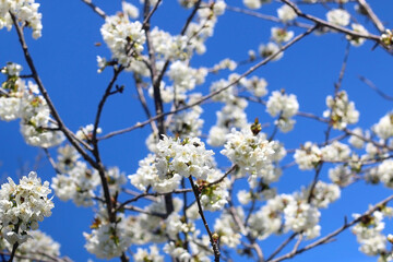 Spring blossoms on a tree. Selective focus.