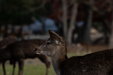 Deer in the forest