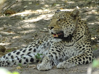 Naklejka na ściany i meble a leopard in a nationalpark