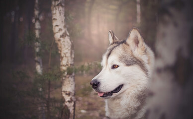 Dreamy portrait of Alaskan Malamute girl in a deciduous forest. Pride and calmness can be seen in the look of the animal. Selective focus on the eyes, blurred background.