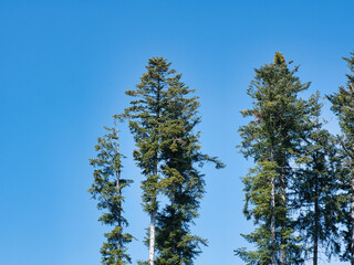 Crown of a coniferous tree against blue sky