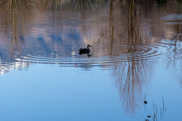池にたたずむカモと湖面に映る景色