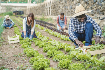 Multiracial people working while picking up lettuce plant - Soft focus on african man hands