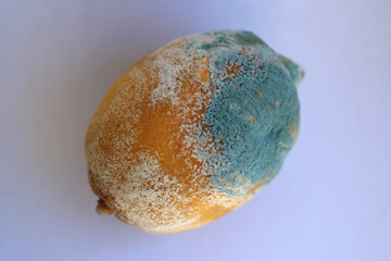 spoiled yellow lemon with white and blue mold