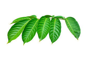 Tropical Asian local green leaves isolated on white background.Queen's crape myrtle leaf,Pride of India leaves.