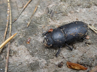 Dorcus parallelipipedus, the lesser stag beetle (female) on the ground.
