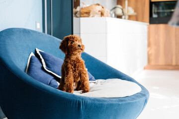 Red Toy Poodle pup at home