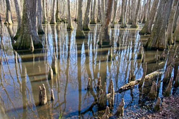 Cypress swamp along the side of the Natchez Trace in Mississippi USA