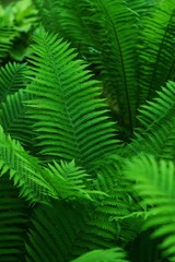 Pouring sapling close-up. Fern bush. Leafing a sapling in the forest. tropical green leaves. bright fern leaves.