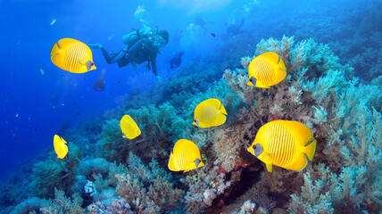 Fototapeta na wymiar Coral reef, Masked Butterfly Fishes and Group of Divers.