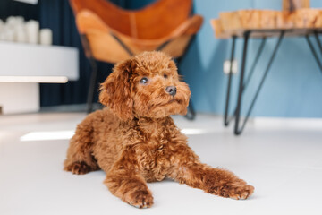 Red Toy Poodle pup at home