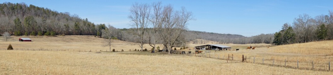 Cattle farm in Alabama USA