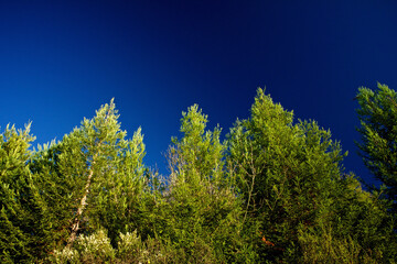 trees against sky