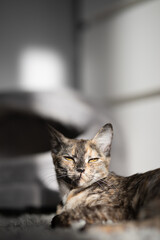beautiful tricolor cat resting on a gray carpet in the morning sun
