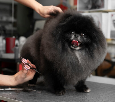 pomeranian show cut