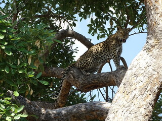 a leopard in a nationalpark