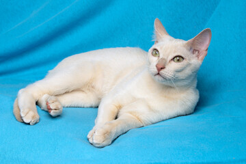Fototapeta na wymiar Young tonkinese cat of a fawn mink color lying on the blue cloth background