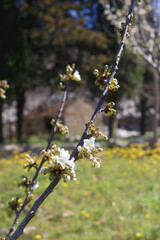 Spring blossoms on a tree. Selective focus.