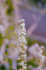 White flowers in full bloom