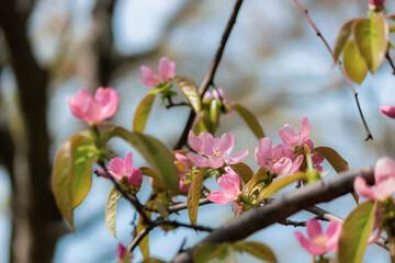 小さなピンクの花梨の花