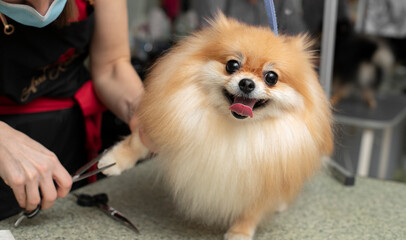 Spitz grooming. Smilling dog. Grooming by a professional groomer in the salon. Close angle. The groomer holds the dog with his hand. Happy dog at the groomer.