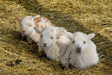 Three lambs lying in barn