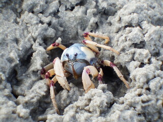 Blue soldier crab close up on sand
