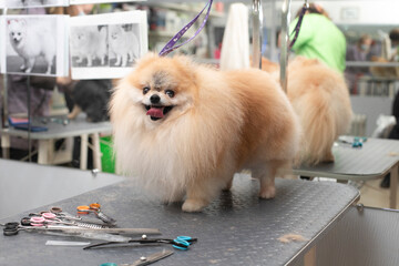 Spitz grooming. Smilling dog. Grooming by a professional groomer in the salon. Close angle. The groomer holds the dog with his hand. Happy dog at the groomer.