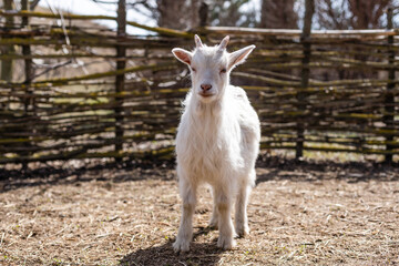 Obraz premium white ridiculous kid is grazed on a farm, on a green grass
