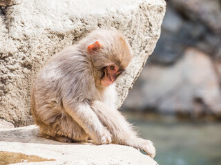 Japanese macaques in Nagano. Jigokudani Monkey Park. Japan.