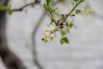 White flowers on the tree