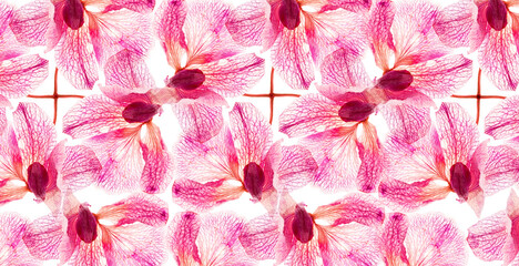 Translucent natural orchid flowers pattern. Herbarium from plant or flower of pressed and dried leaf on white background flat.