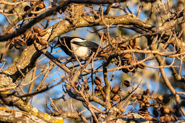 bird in a park in Aix-en-Provence