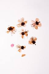 Pressed and dried delicate transparent flower apple tree, isolated on white background. For use in...