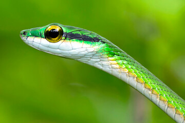 Parrot snake, Satiny Parrot Snake, Leptophis depressirostris, Tropical Rainforest, Corcovado National Park, Osa Conservation Area, Osa Peninsula, Costa Rica, Central America, America