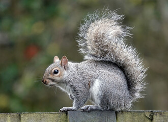 Closeup shot of a small squirrel on a fence