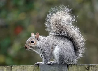 Afwasbaar Fotobehang Eekhoorn Close-up shot van een kleine eekhoorn op een hek