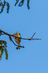 bird in a park in Aix-en-Provence