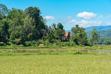 Farms and hamlets in the countryside of Tana Toraja on Sulawesi, Indonesia. The  Torajan economy is based on agriculture, with cultivated wet rice, cattle and fish breeding