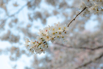 White flowers on the tree