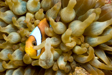 Red Sea Clownfish, Two-banded Anemonefish, Amphiprion bicintus, Coral Reef, Red Sea, Egypt, Africa