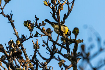 bird in a park in Aix-en-Provence