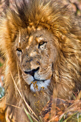 Lion, Panthera Leo, Wildlife Reserve, South Afica, Africa